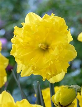 Narcisse Gold Disc * 5 pc cal.12/14