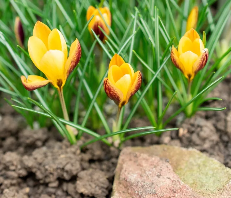 [127460] Crocus angustifolius * 15 pc cal.5/+ ** Espèce sauvage (botanique) **