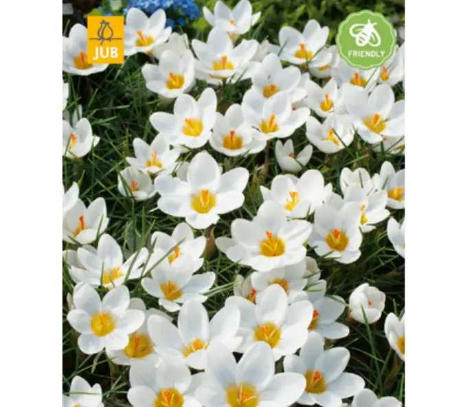 [135197] Crocus Ard Schenk * 15 pc cal.5/+ ** botanique **