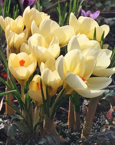Crocus Cream Beauty * 15 pc cal.5/+ **botanique**