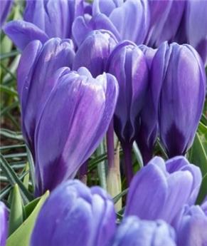 [130730] Crocus Grand Maître * 10 pc cal.8/9