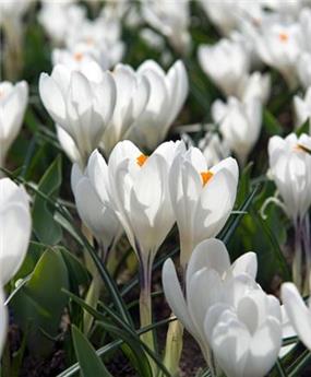 Crocus Jeanne D´Arc * 10 pc cal.8/9