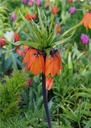Fritillaria imperialis Aurora * 1 pc cal.20/24 ** Répulsif taupes - mulots**