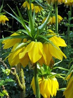 [135480] Fritillaria imperialis Lutea * 1 pc cal.20/24 ** Répulsif taupes - mulots **