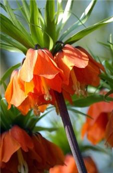 [135481] Fritillaria imperialis Rubra * 1 pc cal.20/24 ** Répulsif taupes - mulots **