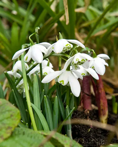 Galanthus nivalis Flore Pleno * 7 pc cal.5/+ ** Perce-Neige double **