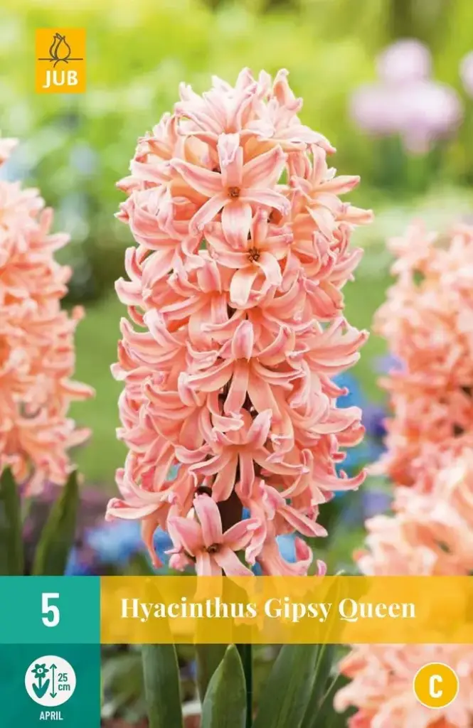 [135268] Hyacinthe Gipsy Queen * 5 pc cal.15/16. Jacinthe très parfumée.