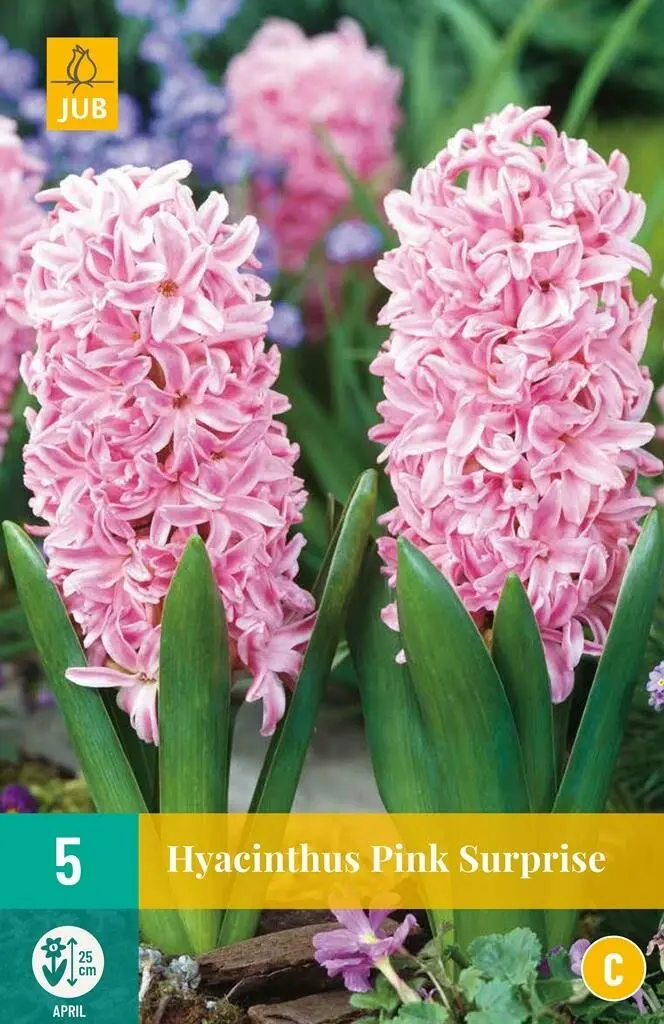 [135271] Hyacinthe Pink Surprise * 5 pc cal.15/16. Jacinthe très parfumée.