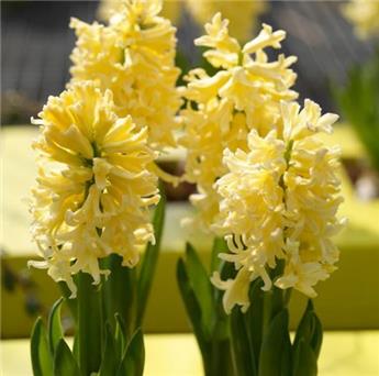 Hyacinthe Yellowstone * 5 pc cal.15/16. Jacinthe parfumée.