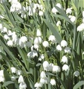 Leucojum aestivum * 10 pc cal.8/9