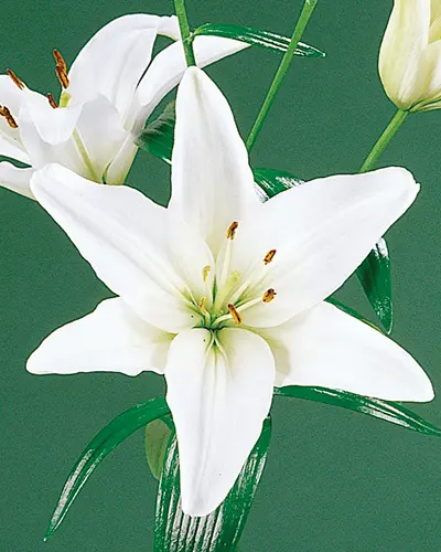 Lilium Asiatic blanc * 2 pc cal.16/18
