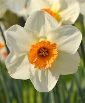 Narcisse Barrett Browning * 5 pc cal.12/14