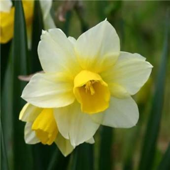 Narcisse Golden Echo * 5 pc cal.12/14 ** Botanique **