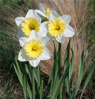 Narcisse Ice Follies * 5 pc cal.12/14