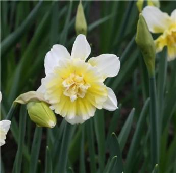 Narcisse Ice King * 5 pc cal.12/14