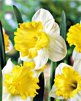 Narcisse Las Vegas * 5 pc cal.12/14