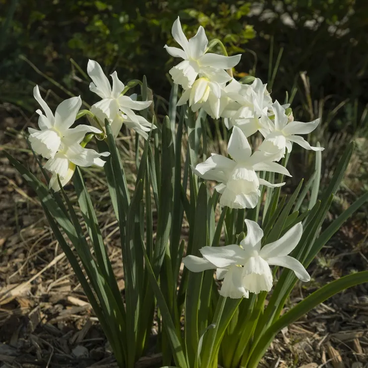 [130766] Narcisse Mount Hood * 5 pc cal.12/14
