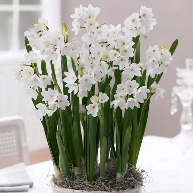 [135332] Narcisse Paperwhite * 3 pc cal.15/16 ** Très parfumé: pour l´intérieur  **