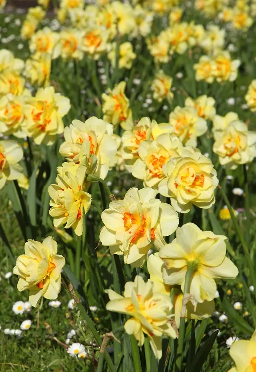 [130750] Narcisse Tahiti * 5 pc cal.12/14
