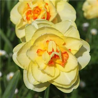 Narcisse Tahiti * 5 pc cal.12/14