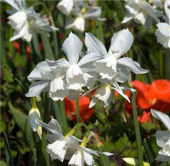 Narcisse triandrus Thalia * 5 pc cal.10/12   **Parfumé**