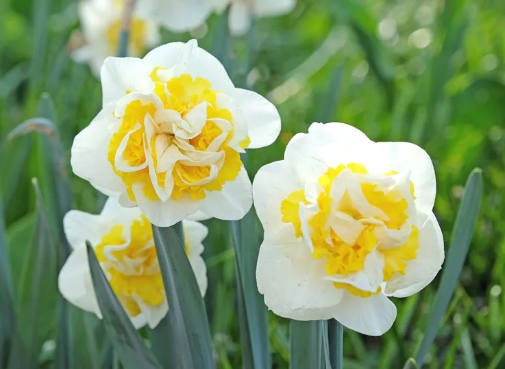 [135375] Narcisse Westward * 5 pc cal.12/14