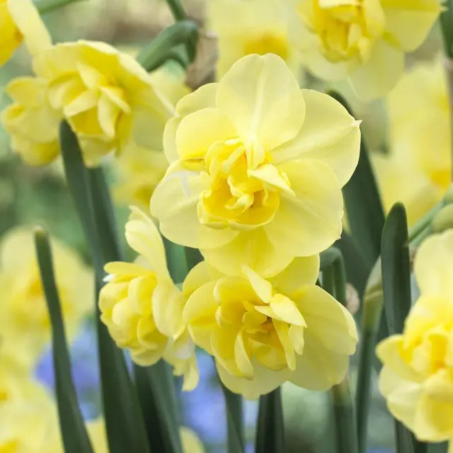 Narcisse Yellow Cheerfulness * 5 pc cal.12/14