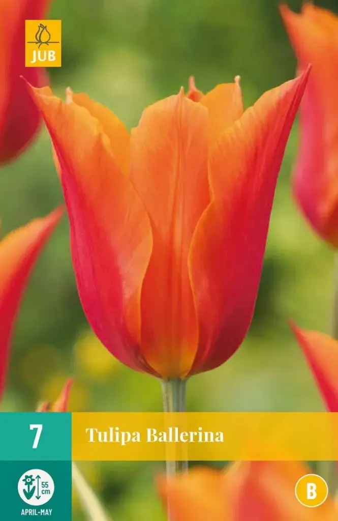 Tulipe Ballerina * 7 pc cal.11/12