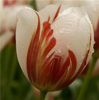 Tulipe Carnaval de Rio * 10 pc cal.11/12