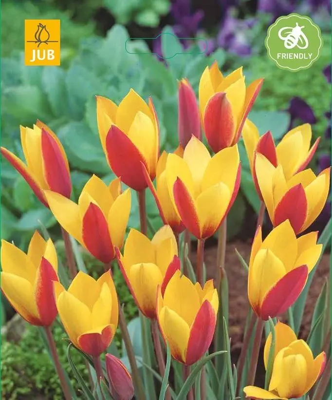 Tulipe Cynthia * 10 pc cal.6/+ ** Botanique **