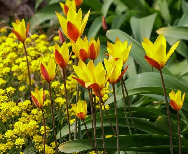 [127463] Tulipe clusiana Cynthia * 10 pc cal.6/+ ** Botanique **
