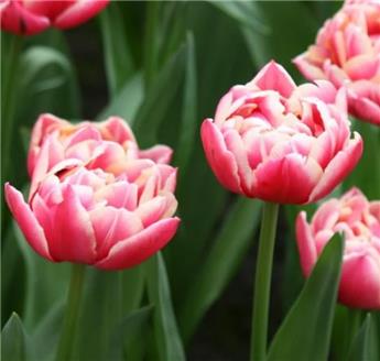 Tulipe columbus * 7 pc cal.11/12