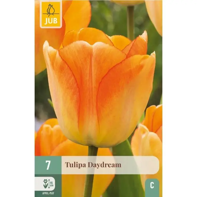 [135016] Tulipe Daydream * 7 pc cal.11/12