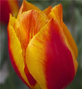 Tulipe Flair * 10 pc cal.11/12