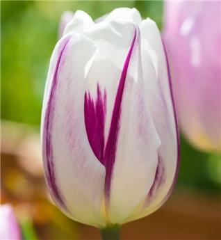 Tulipe Flaming Flag * 7 pc cal.11/12