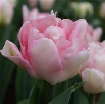 Tulipe Foxtrot * 7 pc cal.11/12