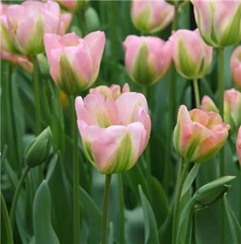 Tulipe Groenland * 7 pc cal.11/12