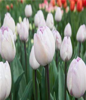 Tulipe Jacuzzi * 7 pc cal.11/12 