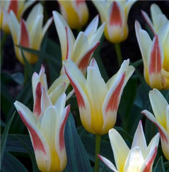 Tulipe Johann Strauss * 7 pc cal.11/12