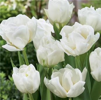 Tulipe Mondial * 7 pc cal.11/12