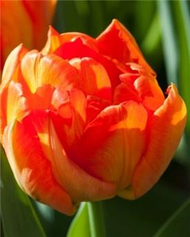 Tulipe monte orange * 7 pc cal.11/12