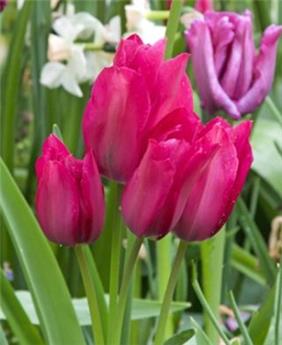 Tulipe Night Club * 7 pc cal.11/12