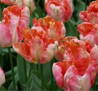 Tulipe parrot Apricot * 7 pc cal.11/12
