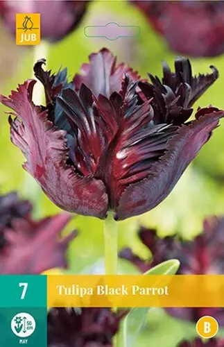 Tulipe parrot Black * 7 pc cal.11/12