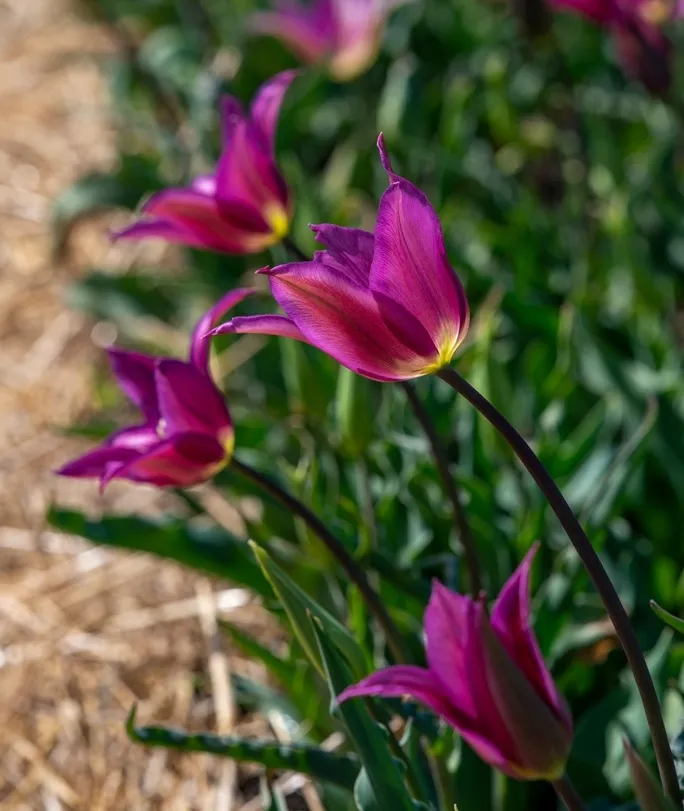 [135200] Tulipe pulchella Persian Pearl * 10 pc cal.6/+ ** botanique **