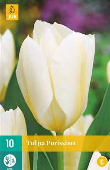 Tulipe Purissima * 7 pc cal.11/12