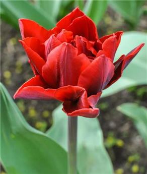 Tulipe Red Princess * 7 pc cal.11/12