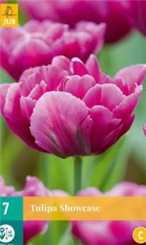 Tulipe showcase * 7 pc cal.11/12