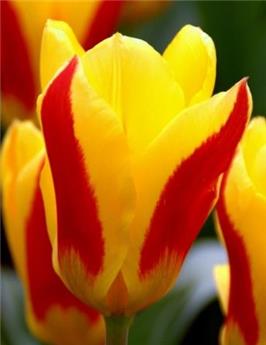 Tulipe Stresa * 7 pc cal.11/12
