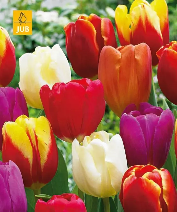 Tulipe triumph mix * 7 pc cal.11/12